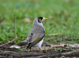 Noisy Miner