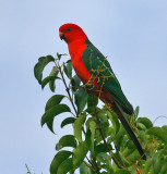 KIng Parrot