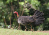 Austrailan Brush Turkey