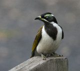 Blue-faced Honeyeater, immature