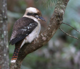 Laughing Kookaburra