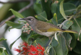 Brown Honeyeater