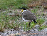 Masked Lapwing