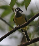 Crested Shrike-Tit