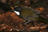 Eastern Whipbird