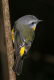 Yellow Robin