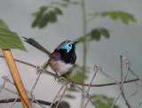 Variegated Fairy-Wren