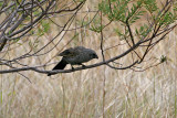 Apostlebird