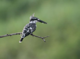 Pied Kingfisher