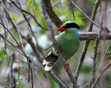 Green Magpie