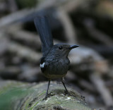 Magpie Robin, female