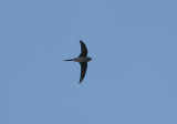 Crested Treeswift