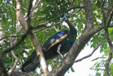 Green Peafowl