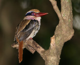 Lilac-cheeked Kingfisher