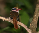 Lilac-cheeked Kingfisher