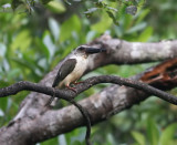 Great-billed Kingfisher (Pelargopsis melanorhyncha)