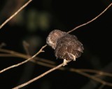 Sulawesi Scops Owl