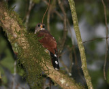 Spot-tailed Sparrowhawk