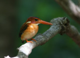 Sulawesi Dwarf Kingfisher (no flash)