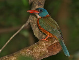 Green-backed Kingfisher