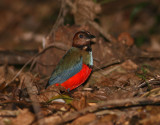 Red-bellied Pitta