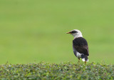 Vinous-breasted Starling