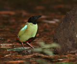 Hooded Pitta