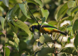 Orange-bellied Leafbird