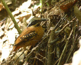 Eared Pitta