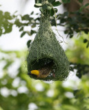 nest construction