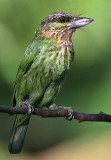 Green-eared Barbet