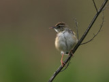 Zitting Cisticola