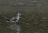 Common Greenshank