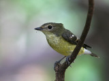 Yellow-rumped Flycatcher