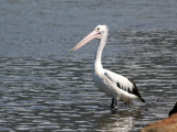 Spot-billed Pelican