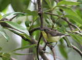 Golden-bellied Gerygone