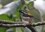 White-browed Shrike-Babbler