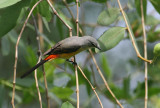 Small Minivet, female