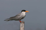 River Tern