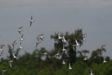 Sand Plovers