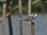 River Tern