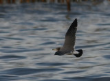 Black-tailed Gull