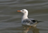 Slender-billed Gull