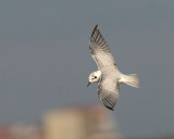 White-winged Tern