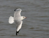 Brown-headed Gull