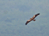 Short-toed Snake Eagle