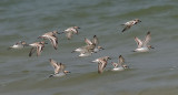 Malaysian Plovers