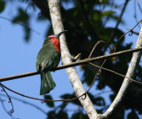 Red-bearded Bee-eater