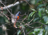 Short-billed Minivet