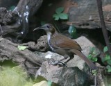 Large Scimitar Babbler